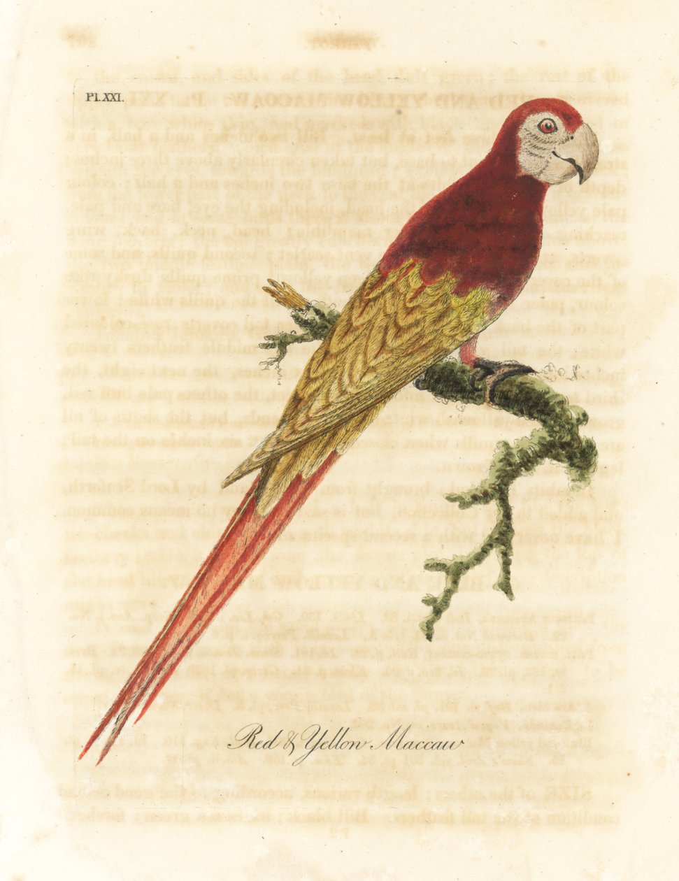 Ara macao šarlatový, Ara macao (Ara červený a žlutý, Macrocercus aracanga). Ručně kolorovaný mědirytin nakreslený a vyrytý Johnem Lathamem z jeho vlastní A General History of Birds, Winchester od John Latham