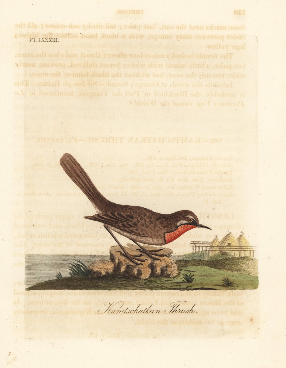 Sibiřský rubyhrot, Luscinia calliope (drozd kamschatkanský, Turdus calliope). Ručně kolorovaný mědirytin nakreslený a vyrytý Johnem Lathamem z jeho vlastní A General History of Birds, Winchester od John Latham