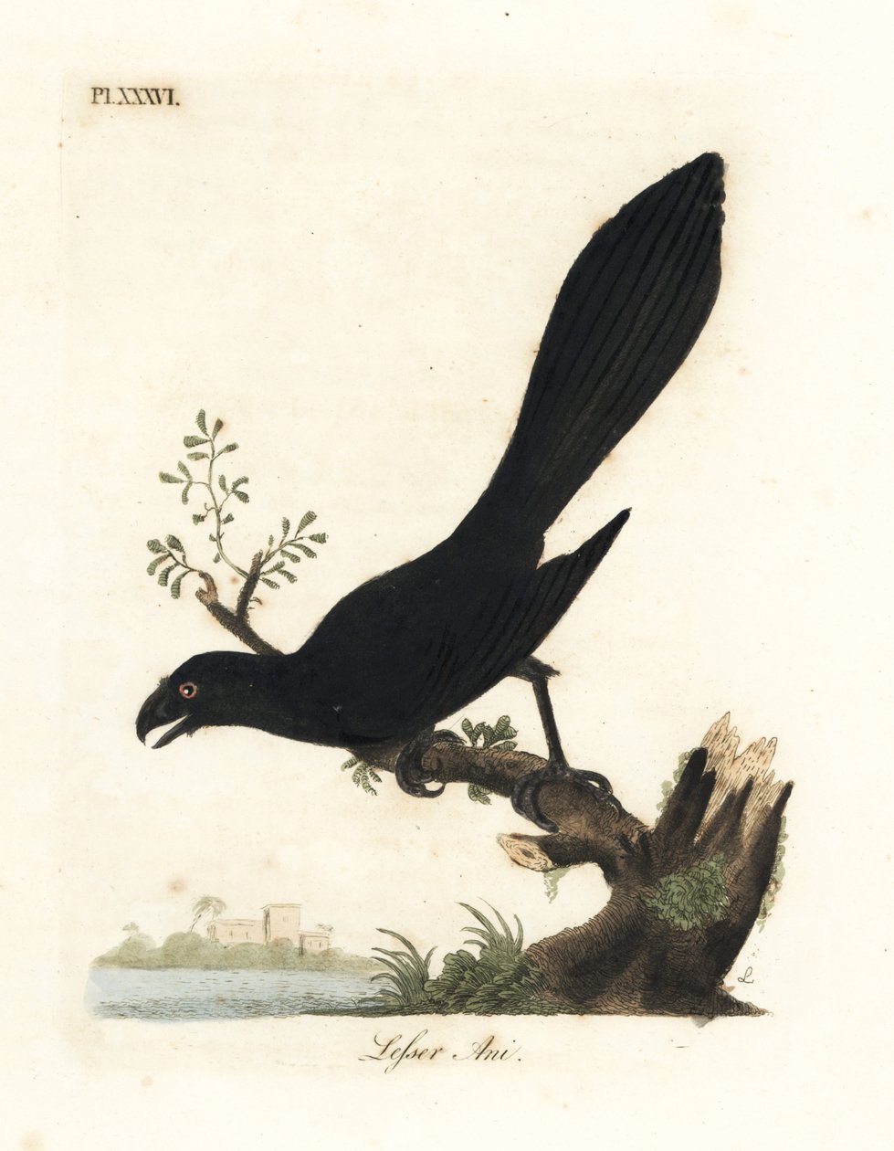 Ani hladkozobí nebo menší ani, Crotophaga ani. Ručně kolorovaný mědirytin nakreslený a vyrytý Johnem Lathamem z jeho vlastní A General History of Birds, Winchester od John Latham