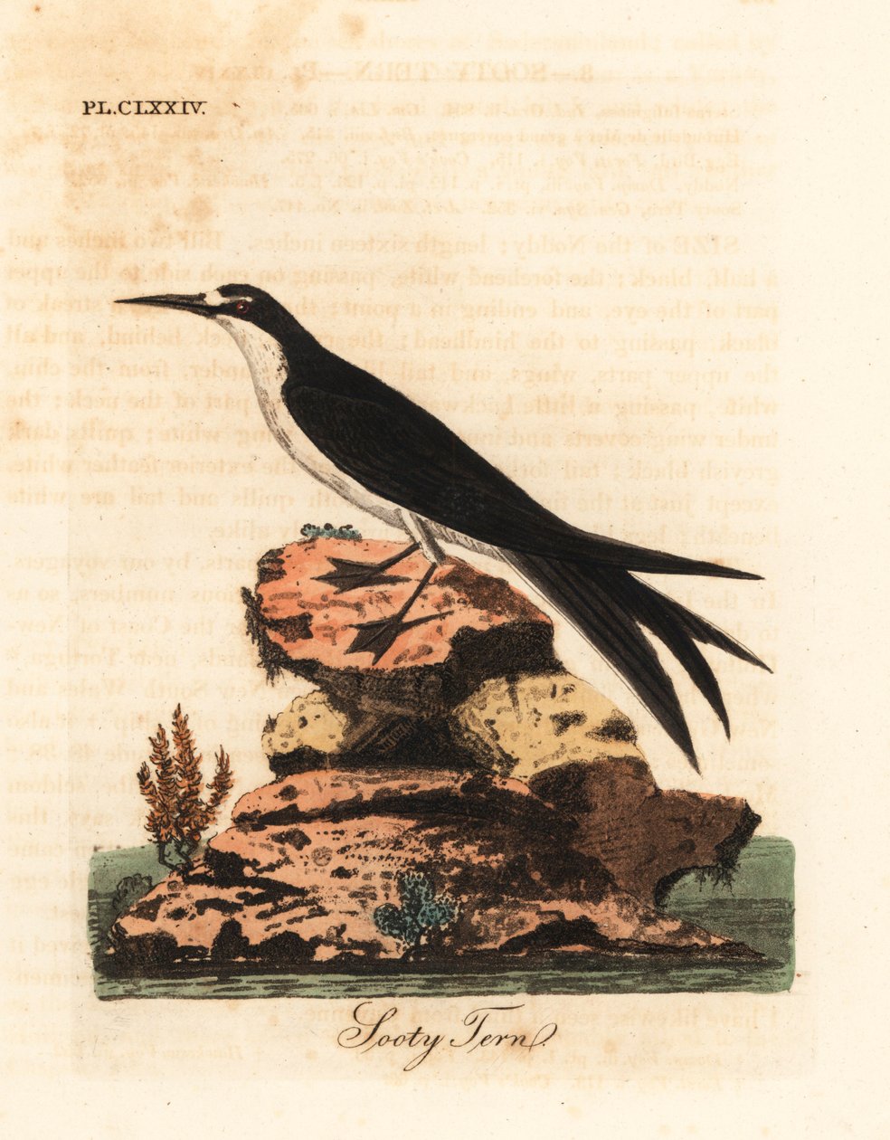 Rybák sazovitý, Onychoprion fuscatus (Sterna fuliginosa). Ručně kolorovaný mědirytin nakreslený a vyrytý Johnem Lathamem z jeho vlastní A General History of Birds, Winchester od John Latham