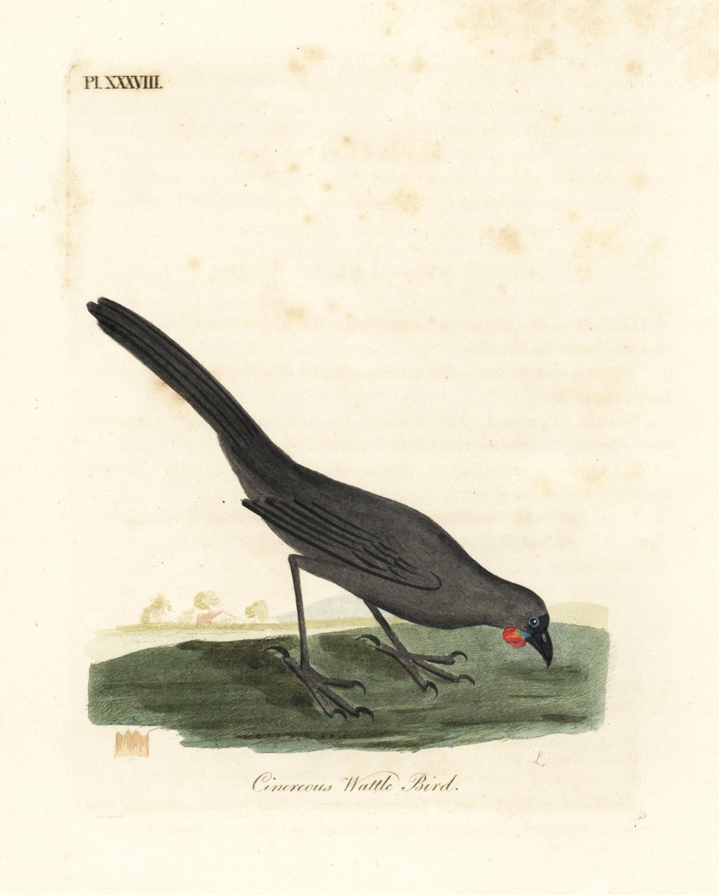 Jižní ostrov, Nový Zéland kokako, Callaeas cinerea cinerea, prohlášen za vyhynulý v roce 2007 (Cinereous wattle bird, Calloeas cinerea). Ručně kolorovaný mědiryt nakreslený a rytý Johnem Lathamem z jeho vlastní A General History of Birds, Winchester od John Latham