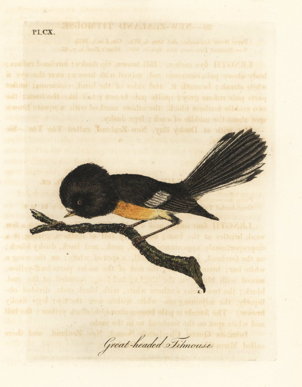 Tomita jižního ostrova, Petroica macrocephala macrocephala (sýkora velkohlavá, Parus macrocephalus). Pochází z Nového Zélandu. Ručně kolorovaný mědirytin nakreslený a vyrytý Johnem Lathamem z jeho vlastní A General History of Birds, Winchester od John Latham