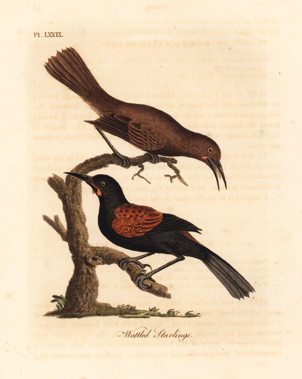 Sedlák jižní, Philesturnus carunculatus, samec a samice (špačkovci, Sturnus carunculatus). Blízko ohrožení. Ručně kolorovaný mědiryt nakreslený a rytý Johnem Lathamem z jeho vlastní A General History of Birds, Winchester od John Latham