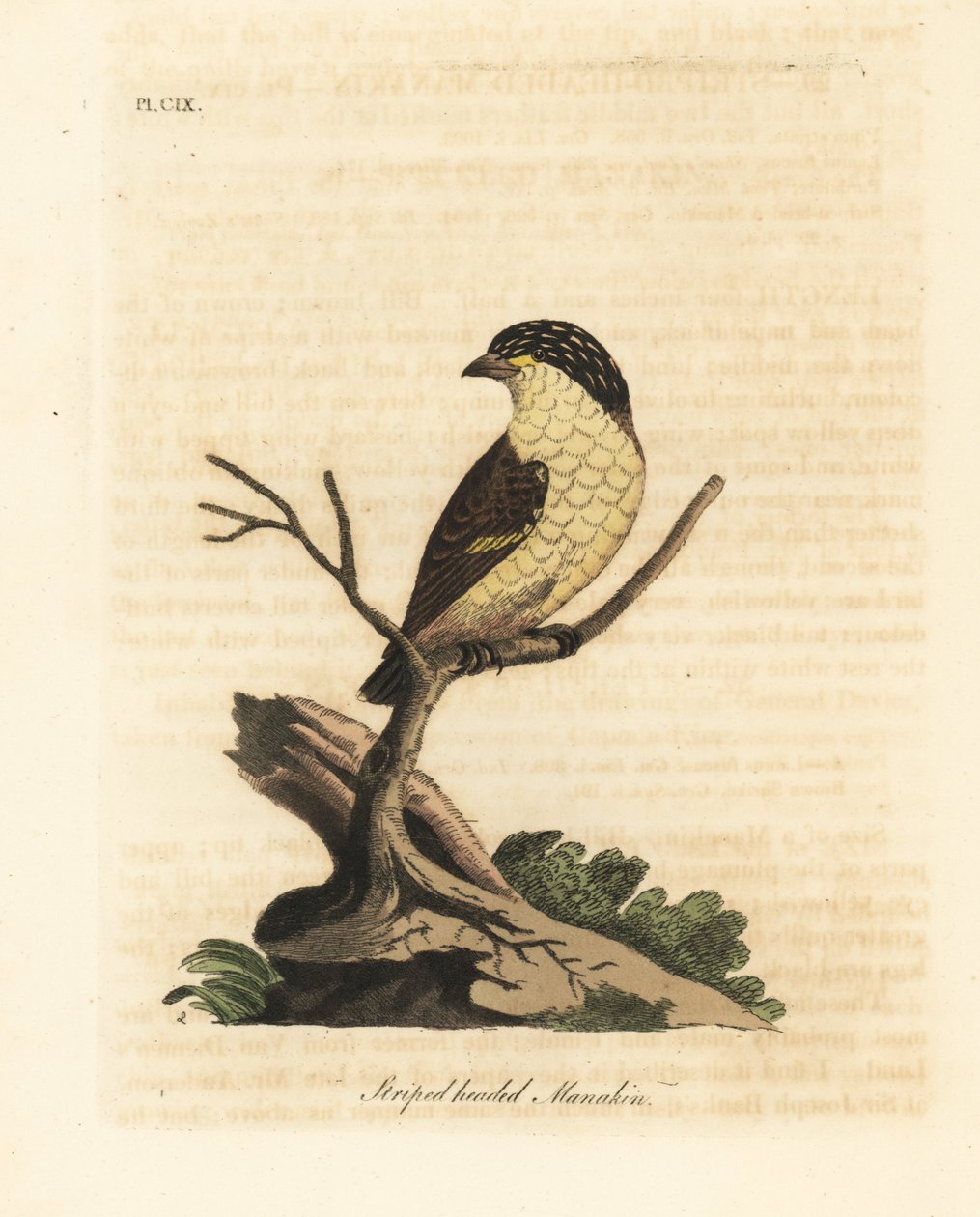Pardalot pruhovaný, Pardalotus striatus (Manakin pruhovaný, Pipra striata). Ručně kolorovaný mědirytin nakreslený a vyrytý Johnem Lathamem z jeho vlastní A General History of Birds, Winchester od John Latham