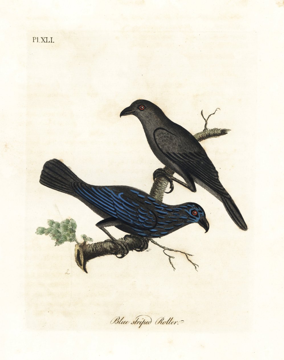 Špaček pruhovaný, Aplonis striata (Modrý pruhovaný váleček, Coracias striata). Ručně kolorovaný mědiryt nakreslený a rytý Johnem Lathamem z jeho vlastní A General History of Birds, Winchester od John Latham