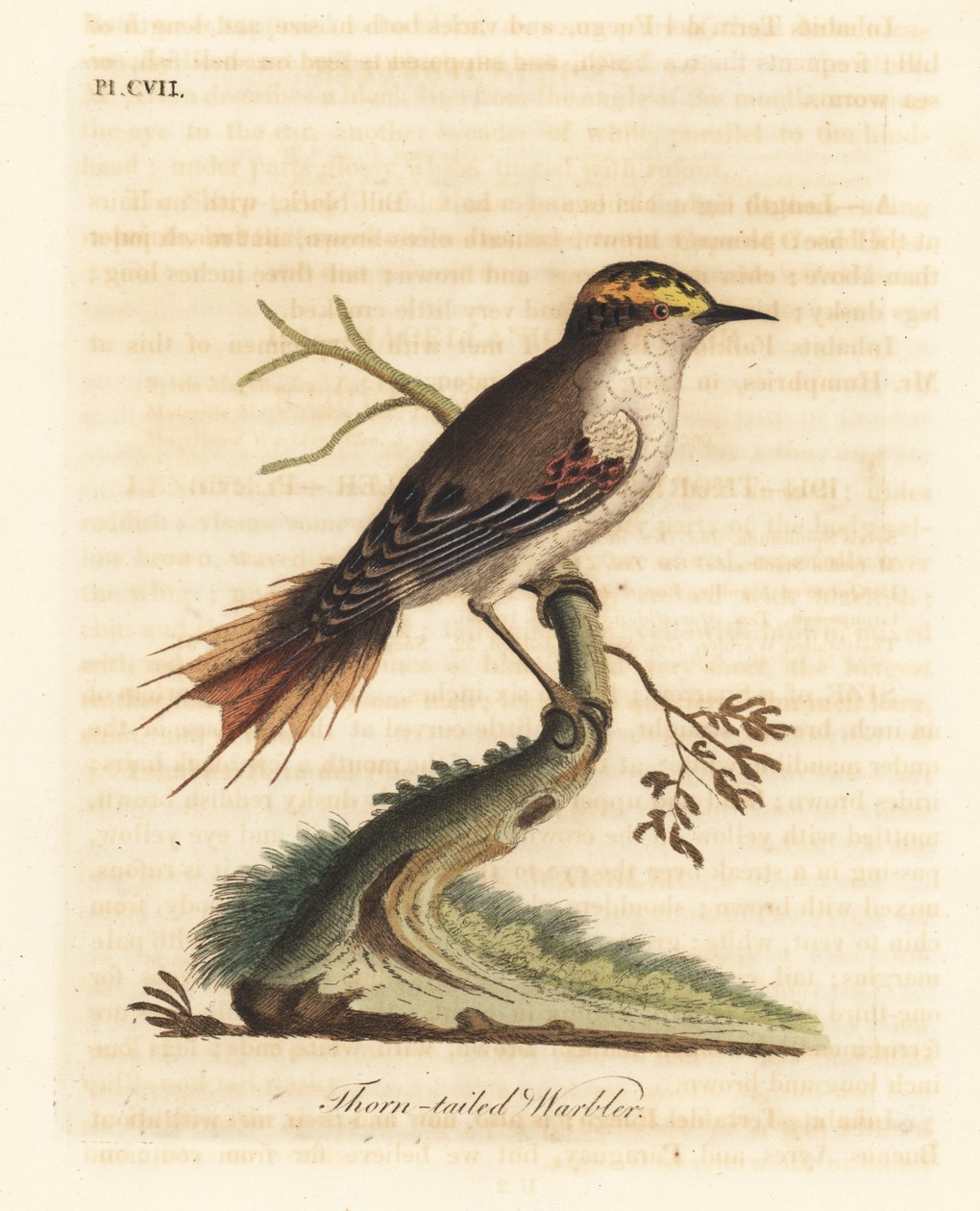 rayadito trnoocasý, Aphrastura spinicauda (pěnice trnoocasá, Sylvia spinicauda). Ručně kolorovaný mědiryt nakreslený a rytý Johnem Lathamem z jeho vlastní A General History of Birds, Winchester od John Latham