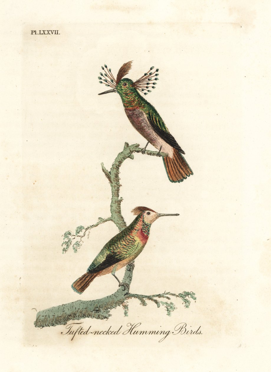 Kohouti chocholatí, Lophornis ornatus (kolibříci chocholatí, Trochilus ornatus). Muži a ženy. Ručně kolorovaný mědirytin nakreslený a vyrytý Johnem Lathamem z jeho vlastní A General History of Birds, Winchester od John Latham