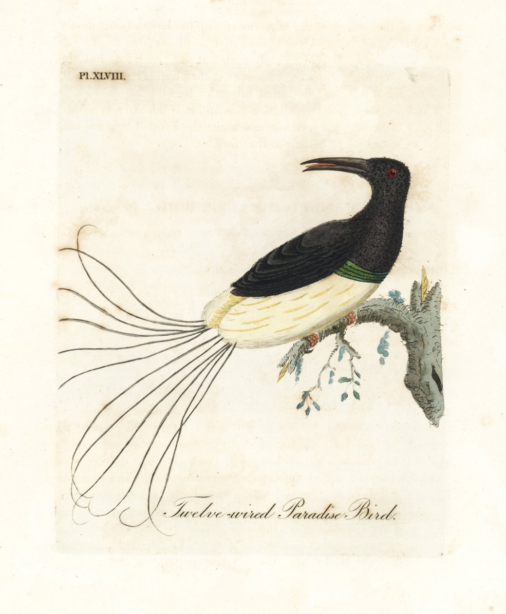 Dvanáctidrátová rajka, Seleucidis melanoleucus (Paradisea nigricans). Ručně kolorovaný mědirytin nakreslený a vyrytý Johnem Lathamem z jeho vlastní A General History of Birds, Winchester od John Latham