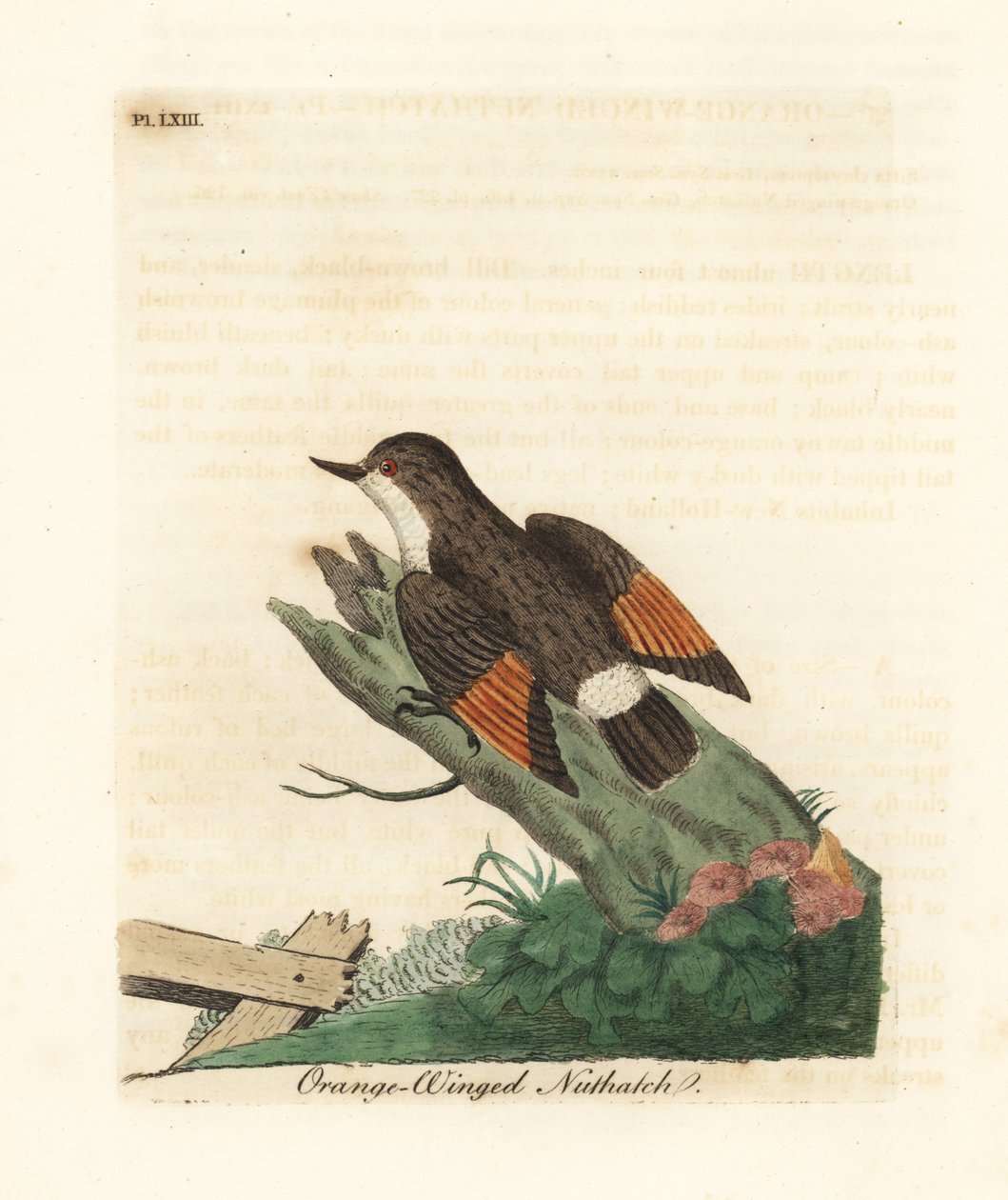 Pestrá sittella, Daphoenositta chrysoptera (brhlík oranžovokřídlý, Sitta chrysoptera). Ručně kolorovaný mědirytin nakreslený a vyrytý Johnem Lathamem z jeho vlastní A General History of Birds, Winchester od John Latham