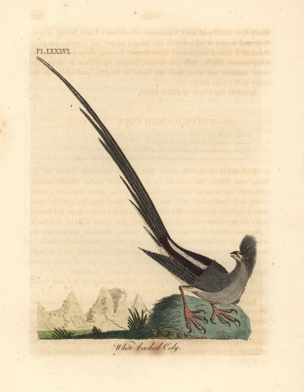 Myšák bělohřbetý, Colius colius (Coly bělohřbetá, Colius leuconotus). Ručně kolorovaný mědiryt nakreslený a rytý Johnem Lathamem z jeho vlastní A General History of Birds, Winchester od John Latham