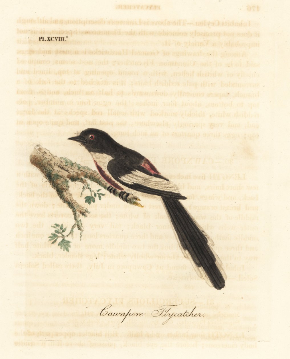 Minivet bělobřichý, Pericrocotus erythropygius (muchavka Cawnpore). Indie. Ručně kolorovaný mědirytin nakreslený a vyrytý Johnem Lathamem z jeho vlastní A General History of Birds, Winchester od John Latham