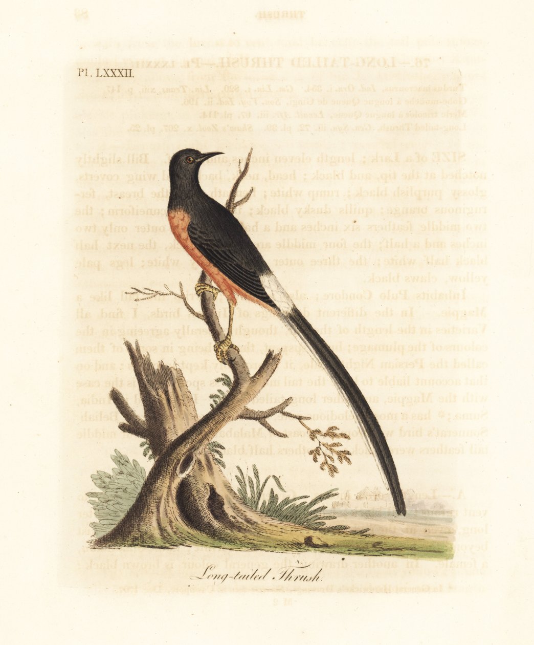 Šama bělozubý, Copsychus malabaricus macrourus. (Jako drozd dlouhoocasý, Turdus macrourus.) Ručně kolorovaný mědirytin nakreslený a vyrytý Johnem Lathamem z jeho vlastní A General History of Birds, Winchester od John Latham