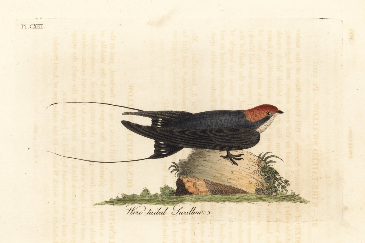 Drátoocasá vlaštovka, Hirundo smithii. Ručně kolorovaný mědiryt nakreslený a rytý Johnem Lathamem z jeho vlastní A General History of Birds, Winchester od John Latham