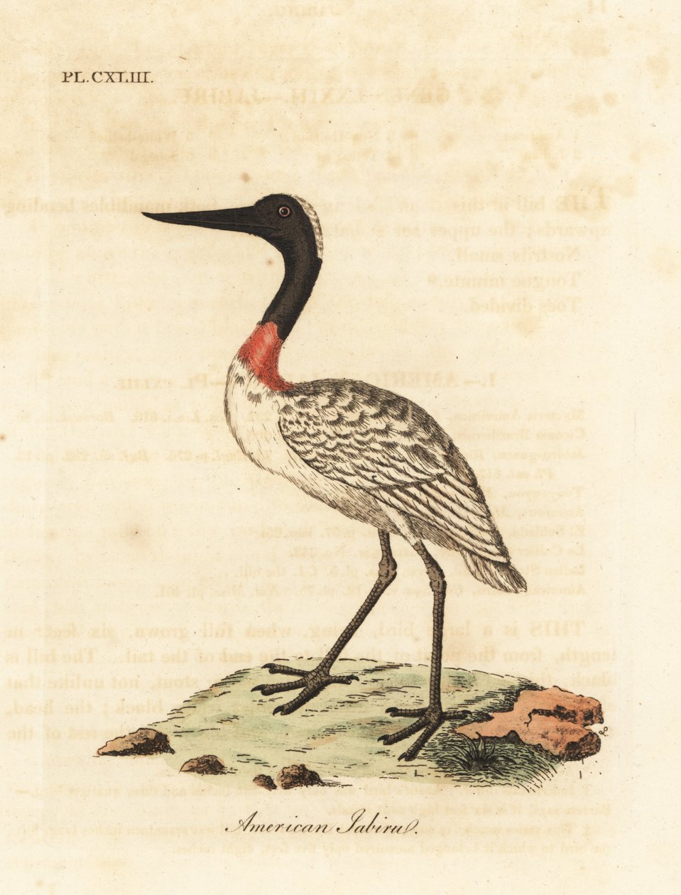 Dřevěná pažba, Mycteria americana (americké jabiru). Ručně kolorovaný mědiryt nakreslený a rytý Johnem Lathamem z jeho vlastní A General History of Birds, Winchester od John Latham