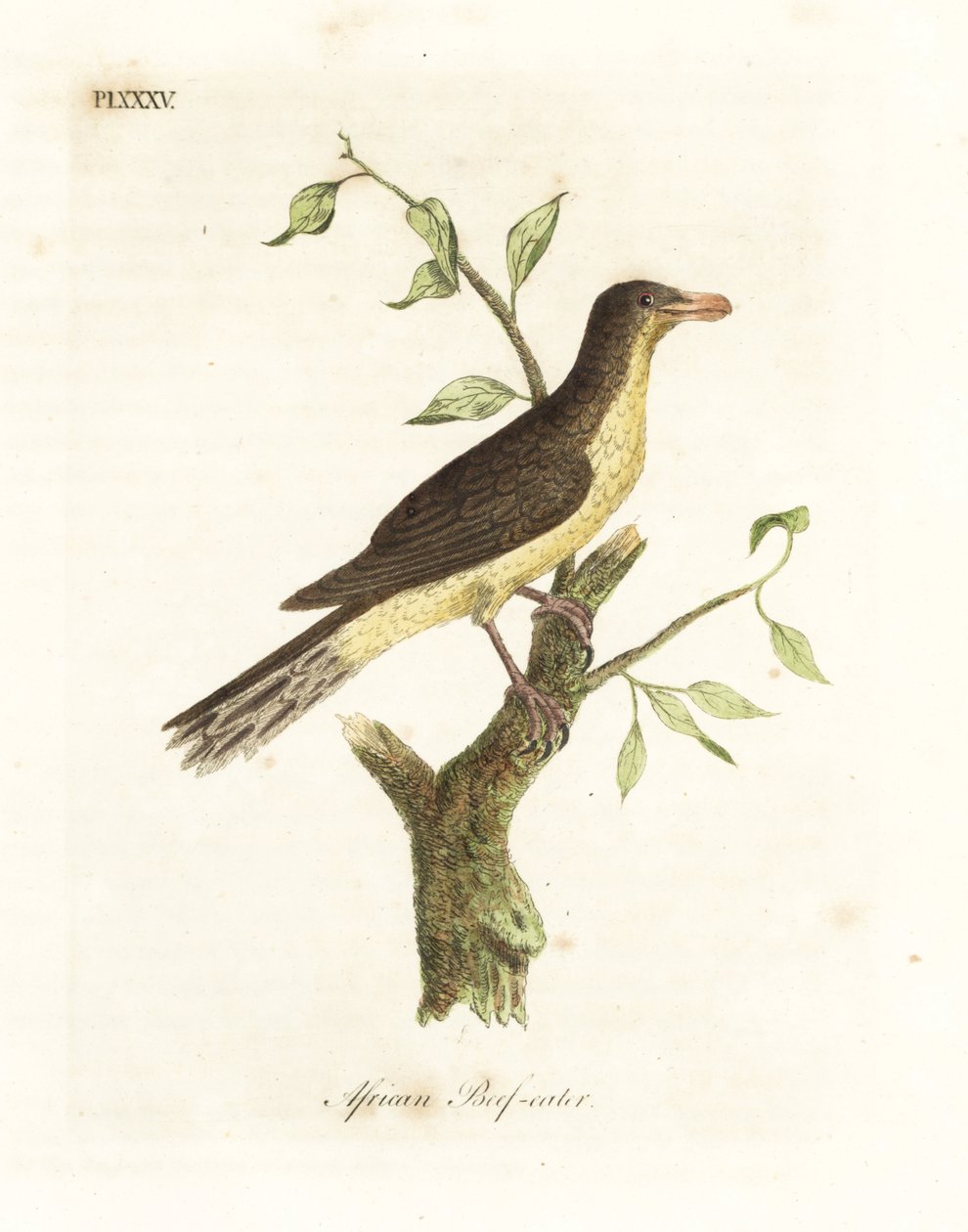 Žlutozobý oxpecker, Buphagus africanus (africký jedlík, Buphaga africana). Ručně kolorovaný mědiryt nakreslený a rytý Johnem Lathamem z jeho vlastní A General History of Birds, Winchester od John Latham