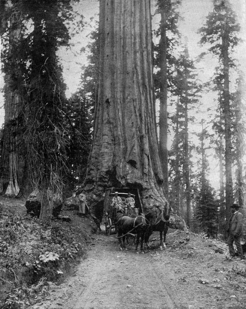 Velký strom (sekvoje): „wawona“ v Mariposa Grove v Kalifornii (černobílá fotografie) od John Lawson Stoddard
