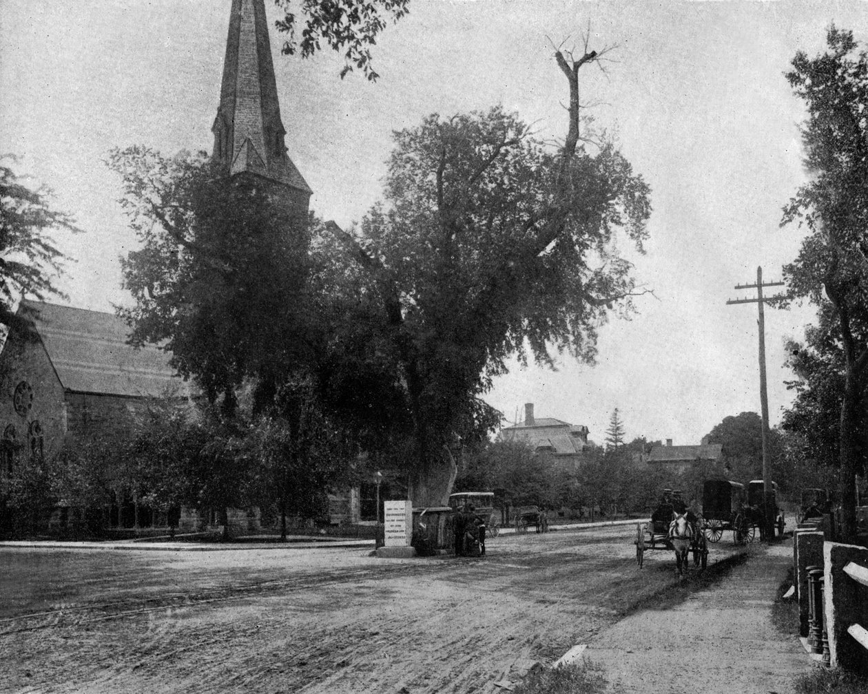 Washingtonský jilm v Cambridge, Massachusetts, USA, c. 1900 (černobílá fotografie) od John Lawson Stoddard