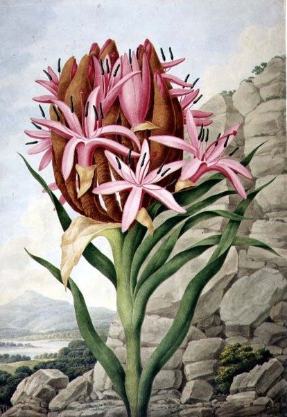 PD.757-1973 Spear Lily (Doryanthes excellsa) od John Lindley