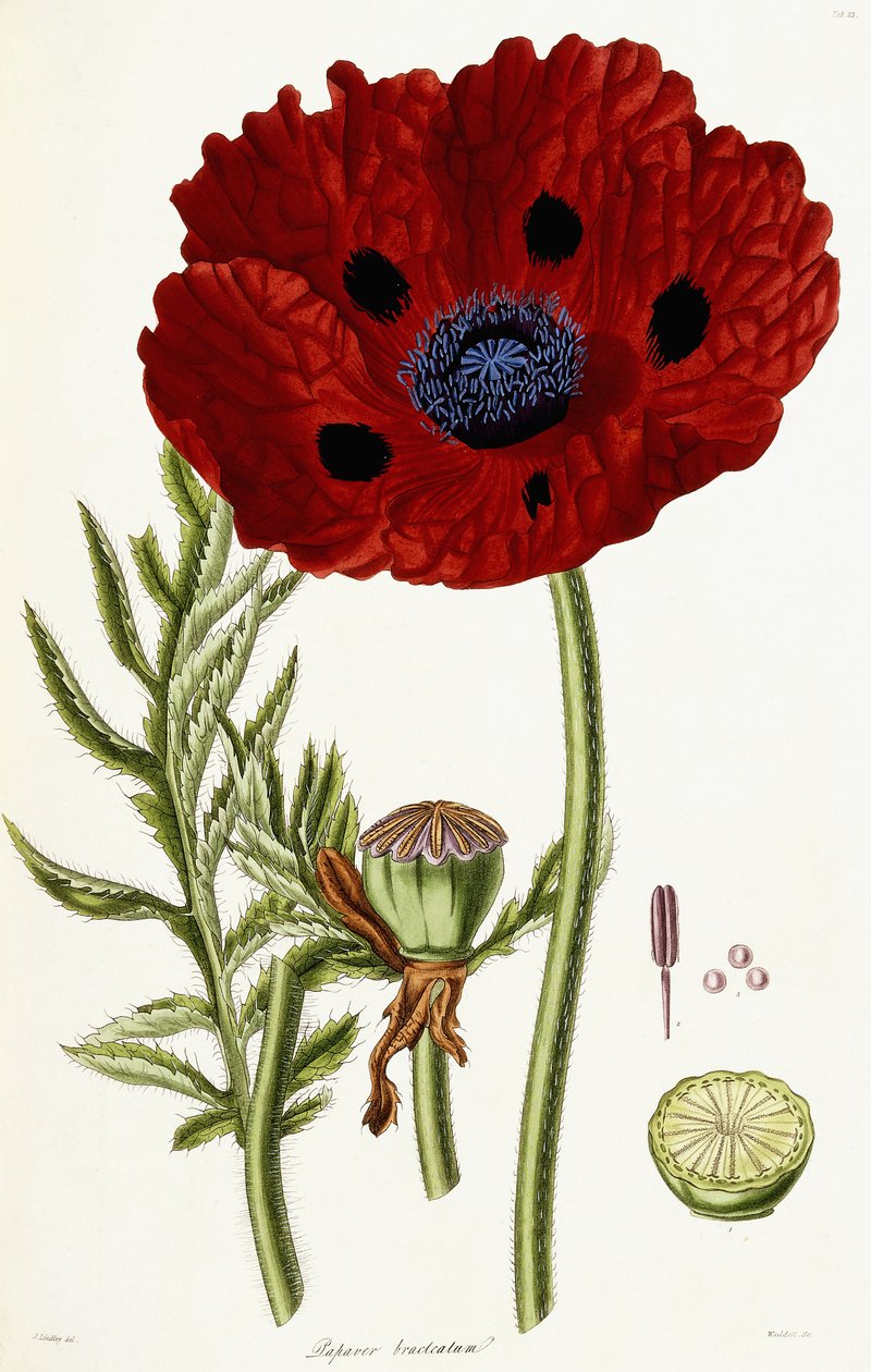 Papaver Bracteatum, 1821-1826 od John Lindley