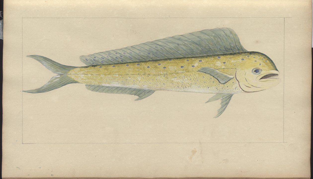 Lindsay Drawings Vol. VII od John Lindsay