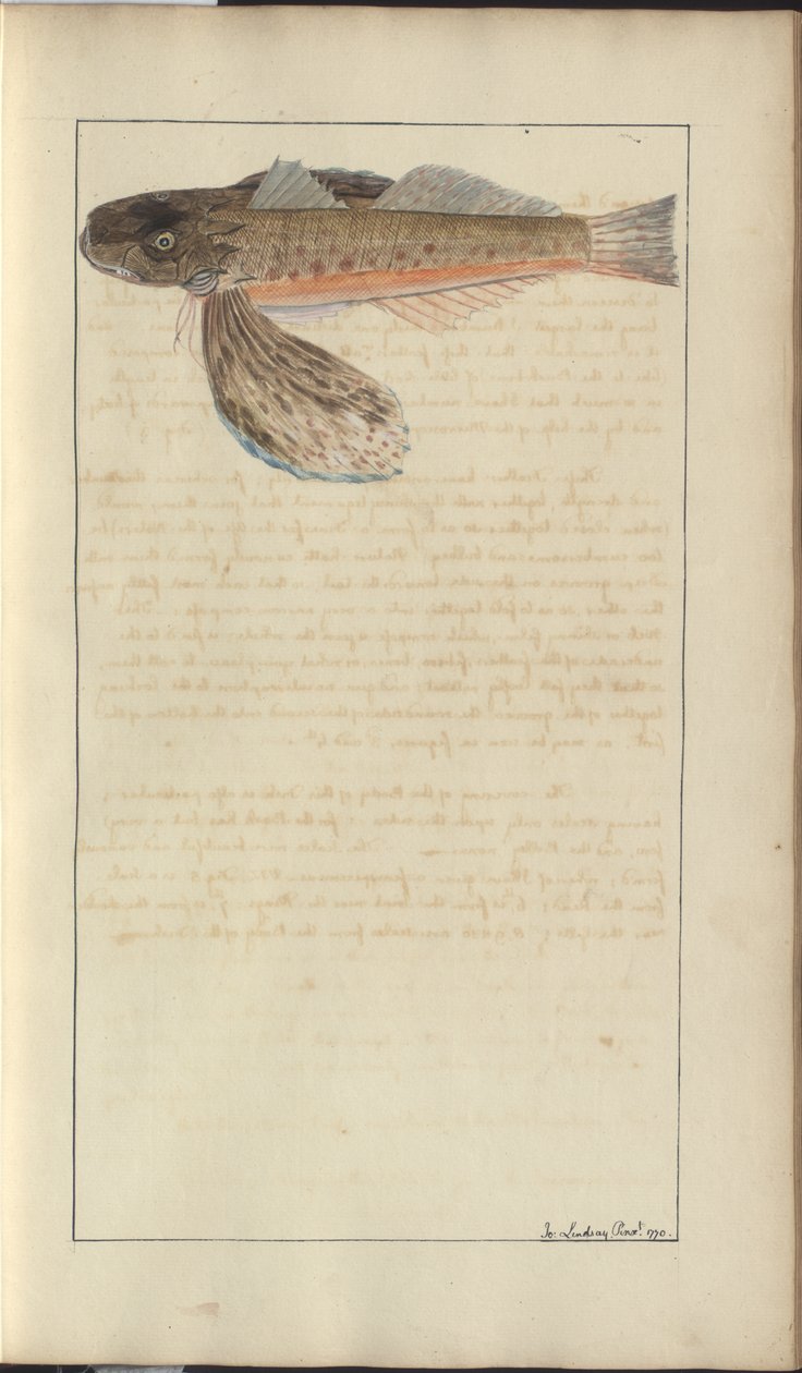 Lindsay Drawings Vol. VII od John Lindsay
