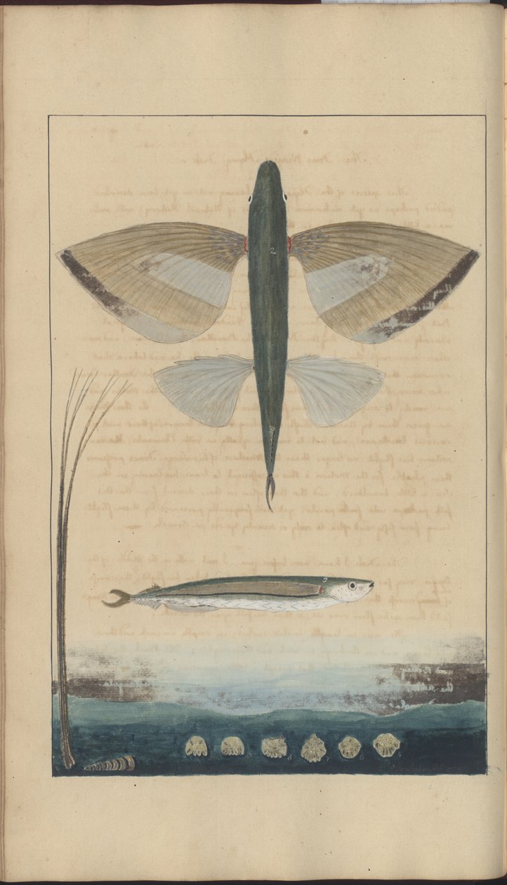 Lindsay Drawings Vol. VII od John Lindsay