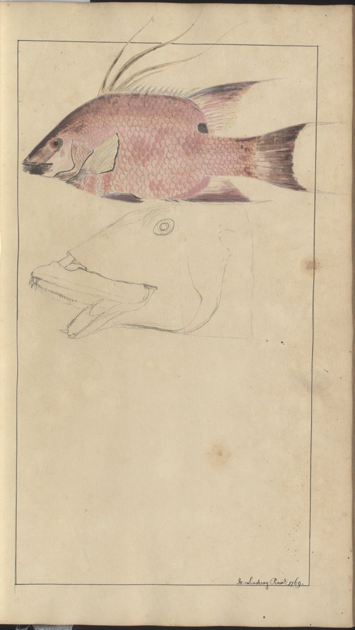 Lindsay Drawings Vol. VII od John Lindsay