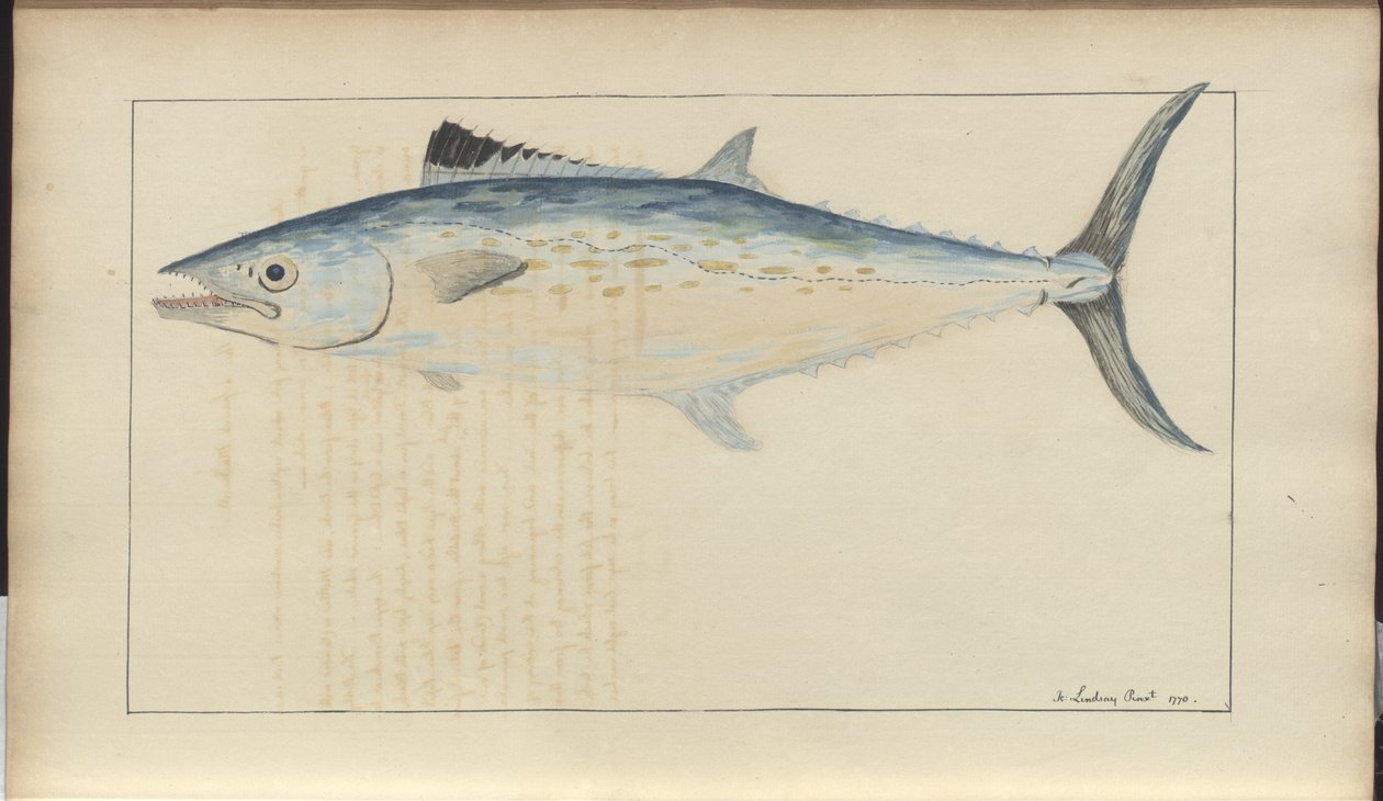 Lindsay Drawings Vol. VII od John Lindsay