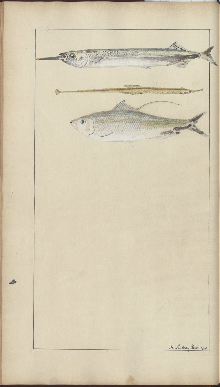 Lindsay Drawings Vol. VII od John Lindsay