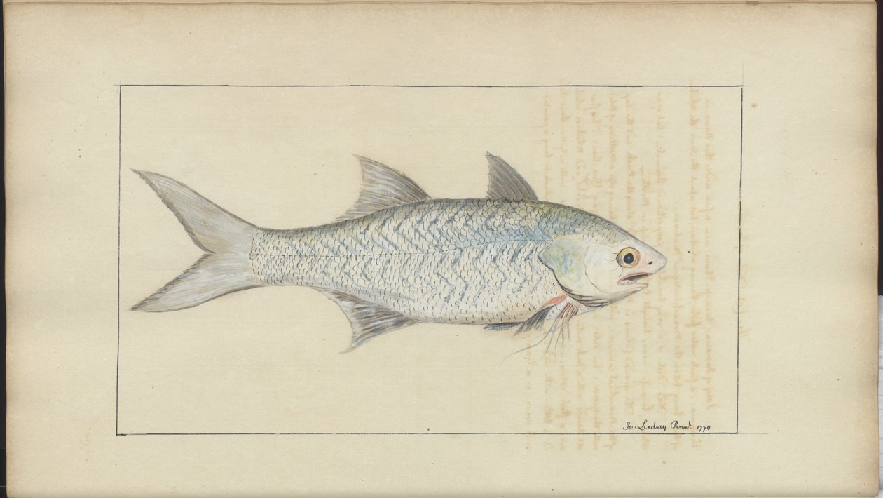 Lindsay Drawings Vol. VII od John Lindsay