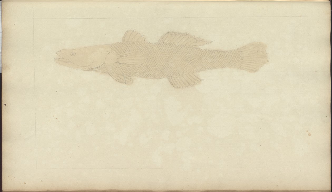 Lindsay Drawings Vol. VII, 22 od John Lindsay