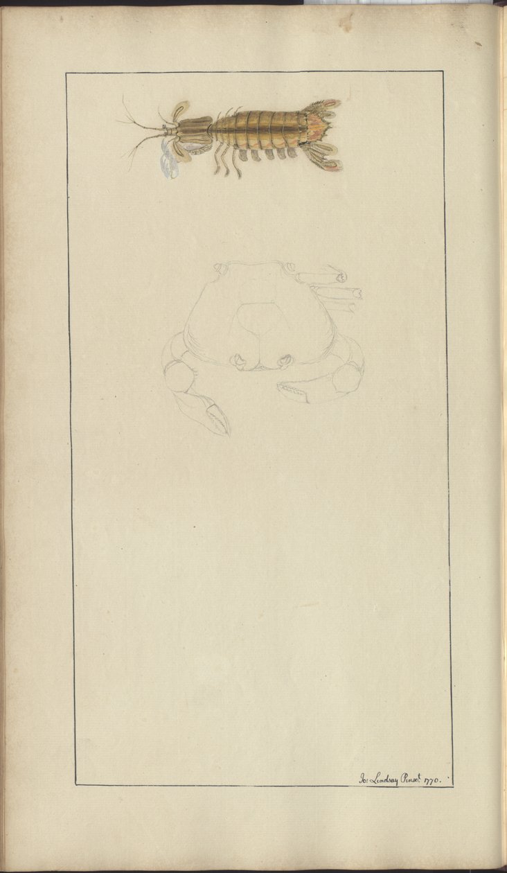 Lindsay Drawings Vol. VII, 24 od John Lindsay