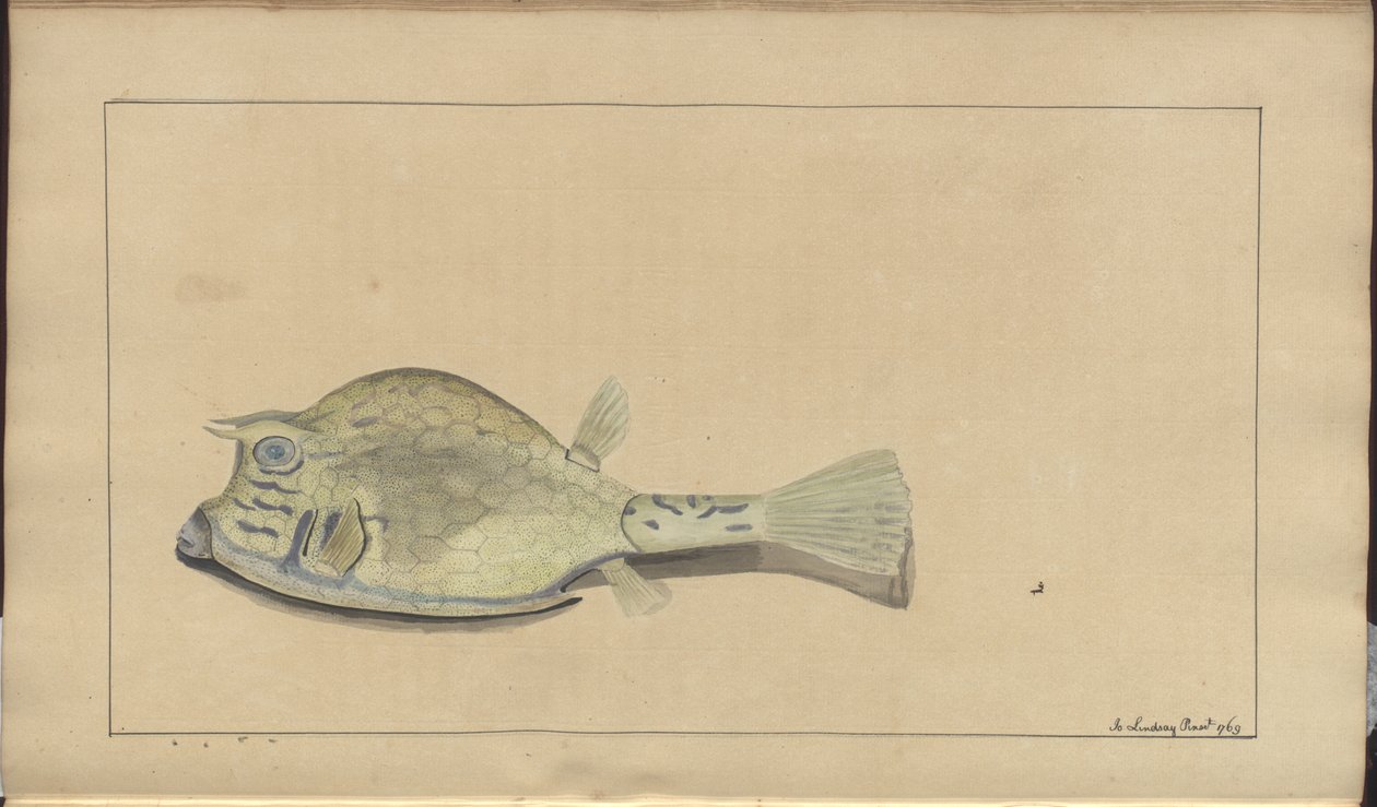 Lindsay Drawings Vol. VII, 25 od John Lindsay
