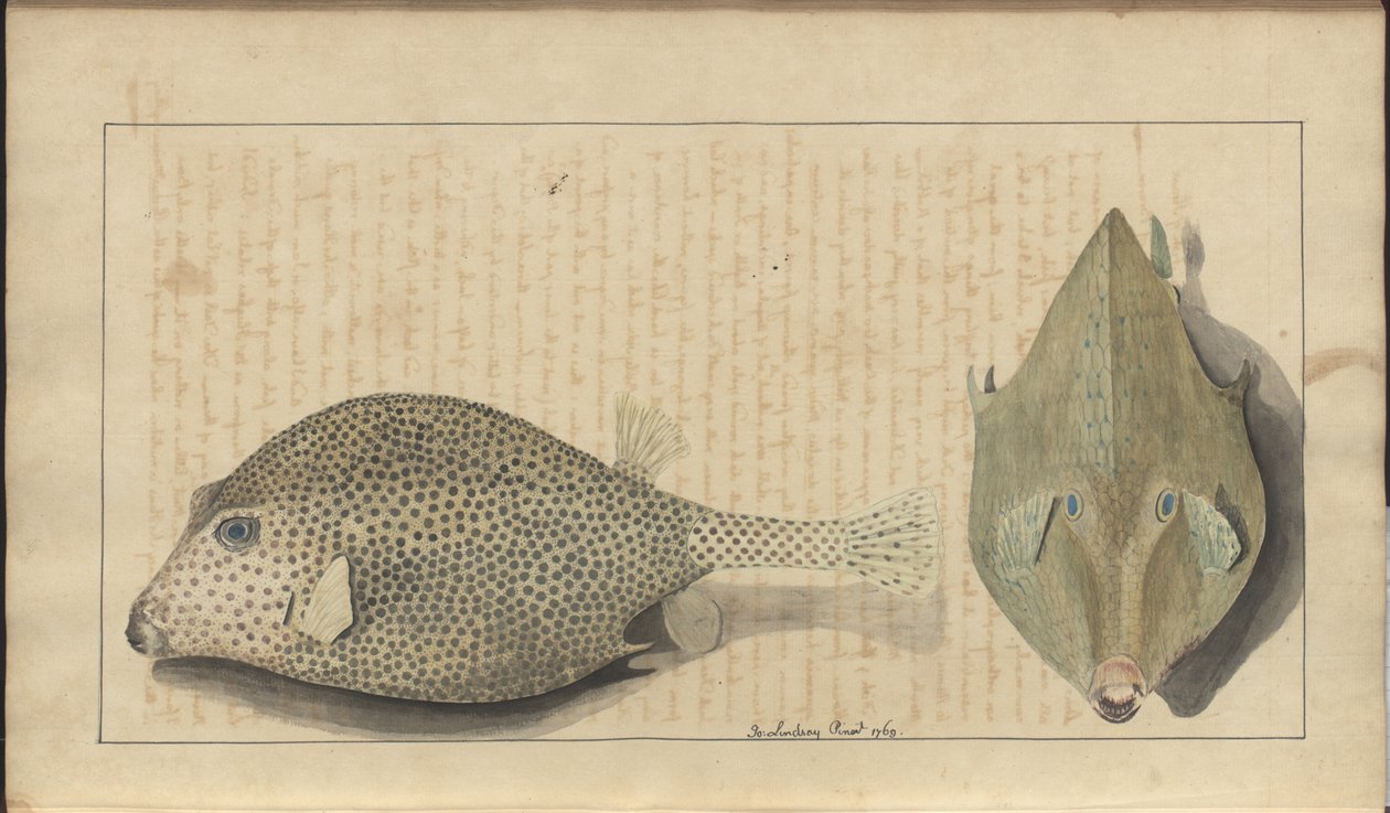 Lindsay Drawings Vol. VII, 26 od John Lindsay