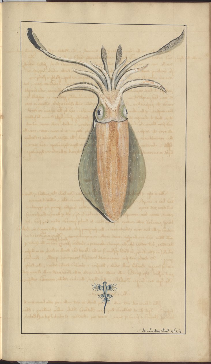 Lindsay Drawings Vol. VII, 29 od John Lindsay