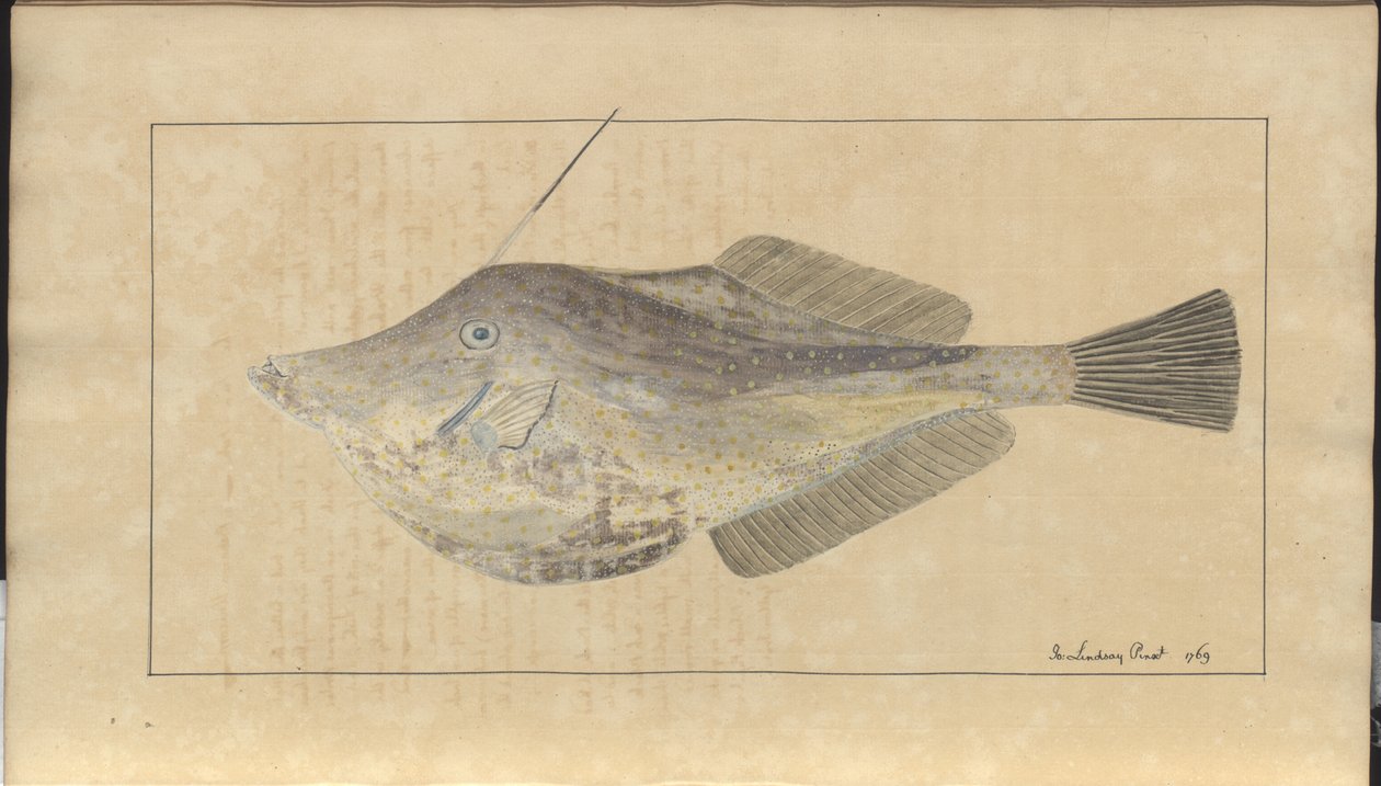 Lindsay Drawings Vol. VII, 7 od John Lindsay