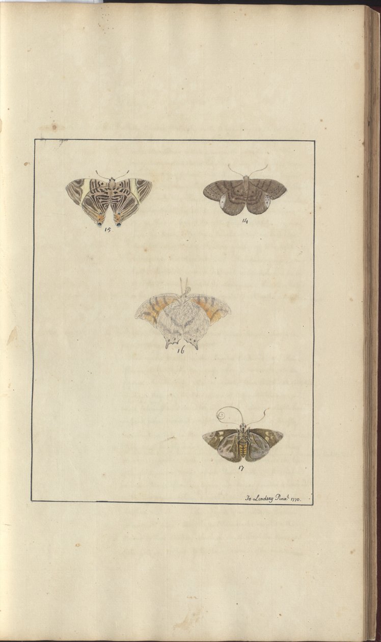 Lindsay Drawings Vol. VI, 42 od John Lindsay