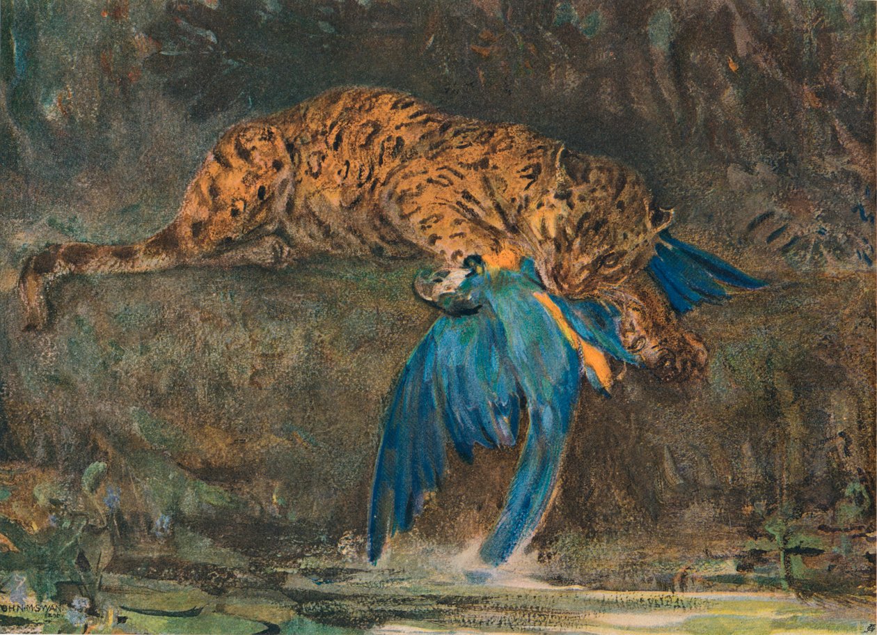 Jaguár a papoušek, konec 19. století od John Macallan Swan