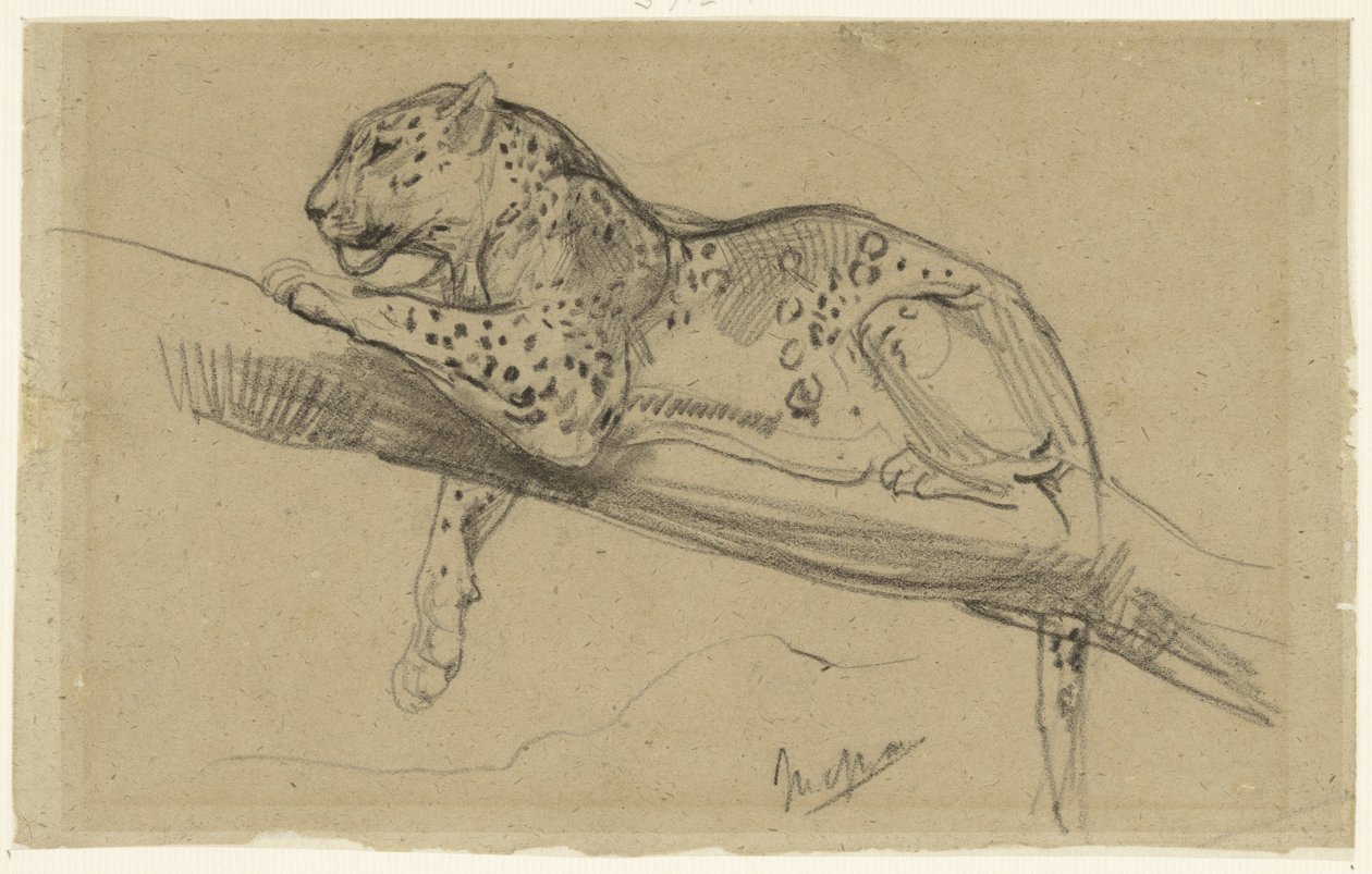 Studie Leoparda ležícího na větvi od John Macallan Swan