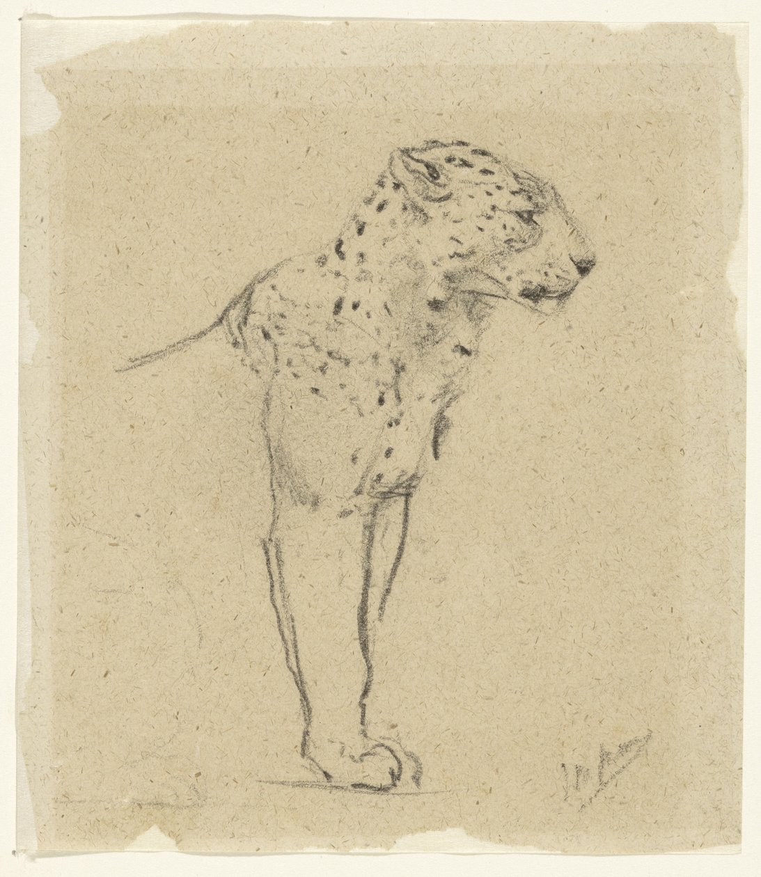 Studie stojícího leoparda od John Macallan Swan