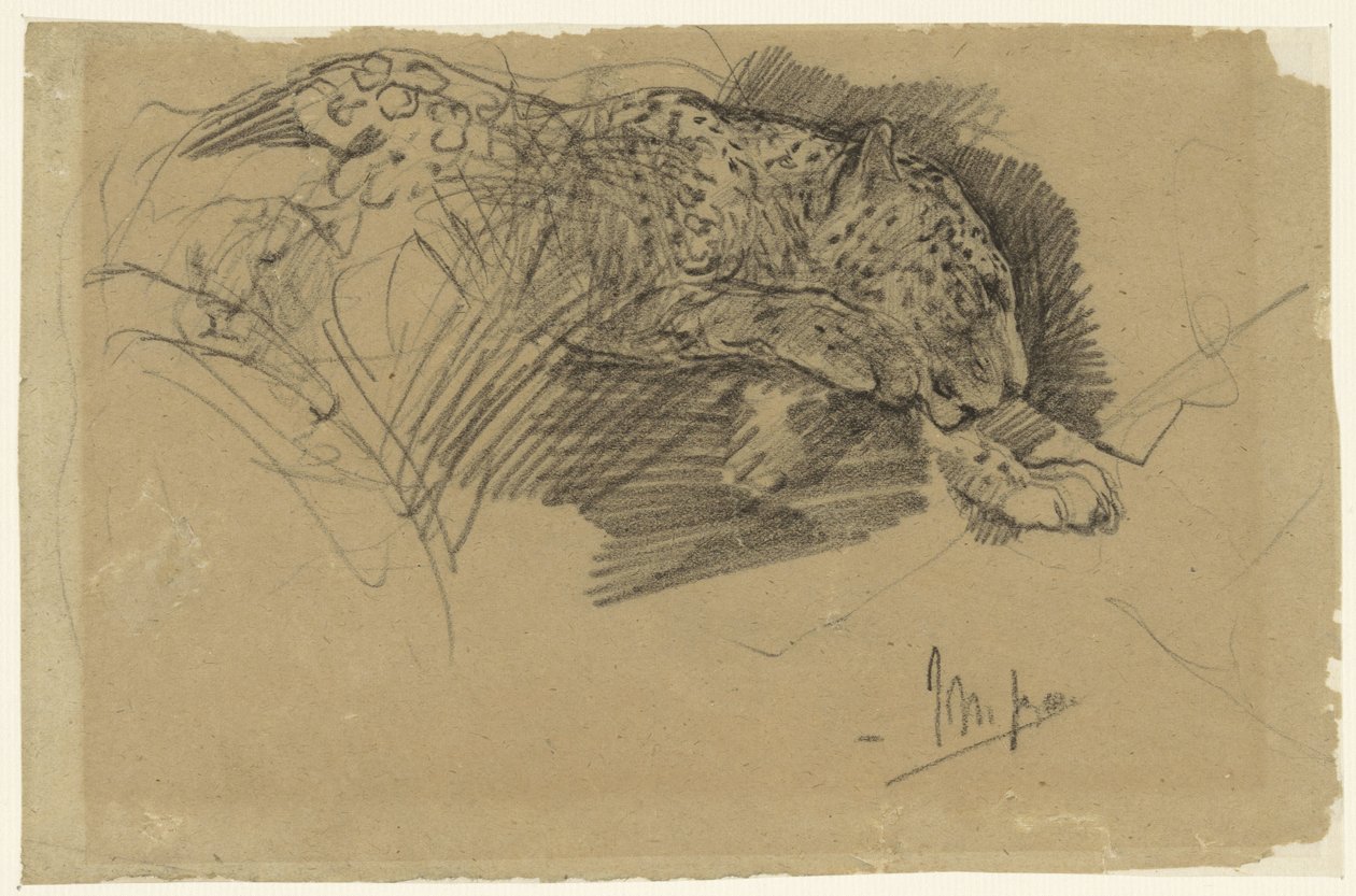 Studie leoparda od John Macallan Swan
