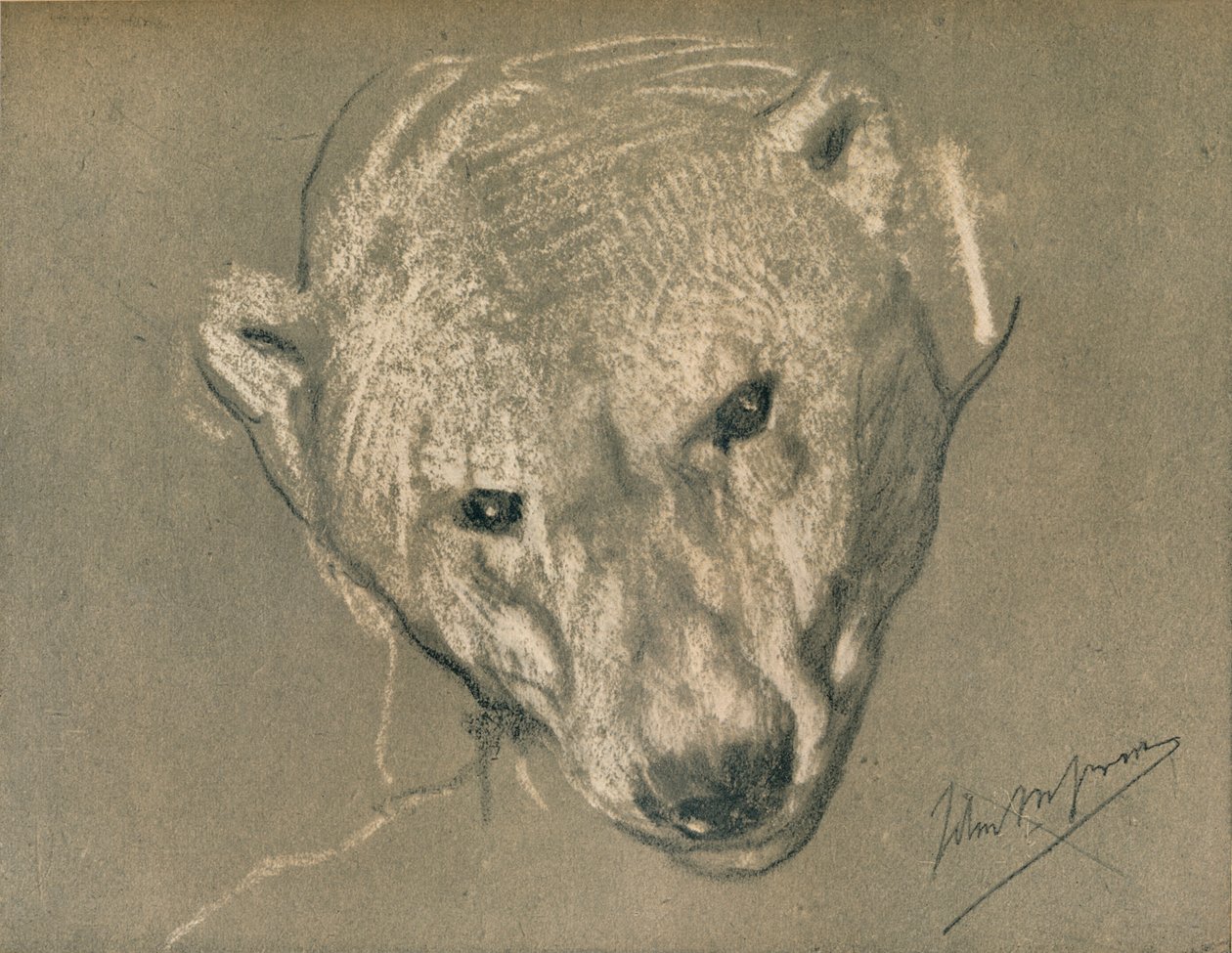 Studie hlavy ledních medvědů, c1901 od John Macallan Swan