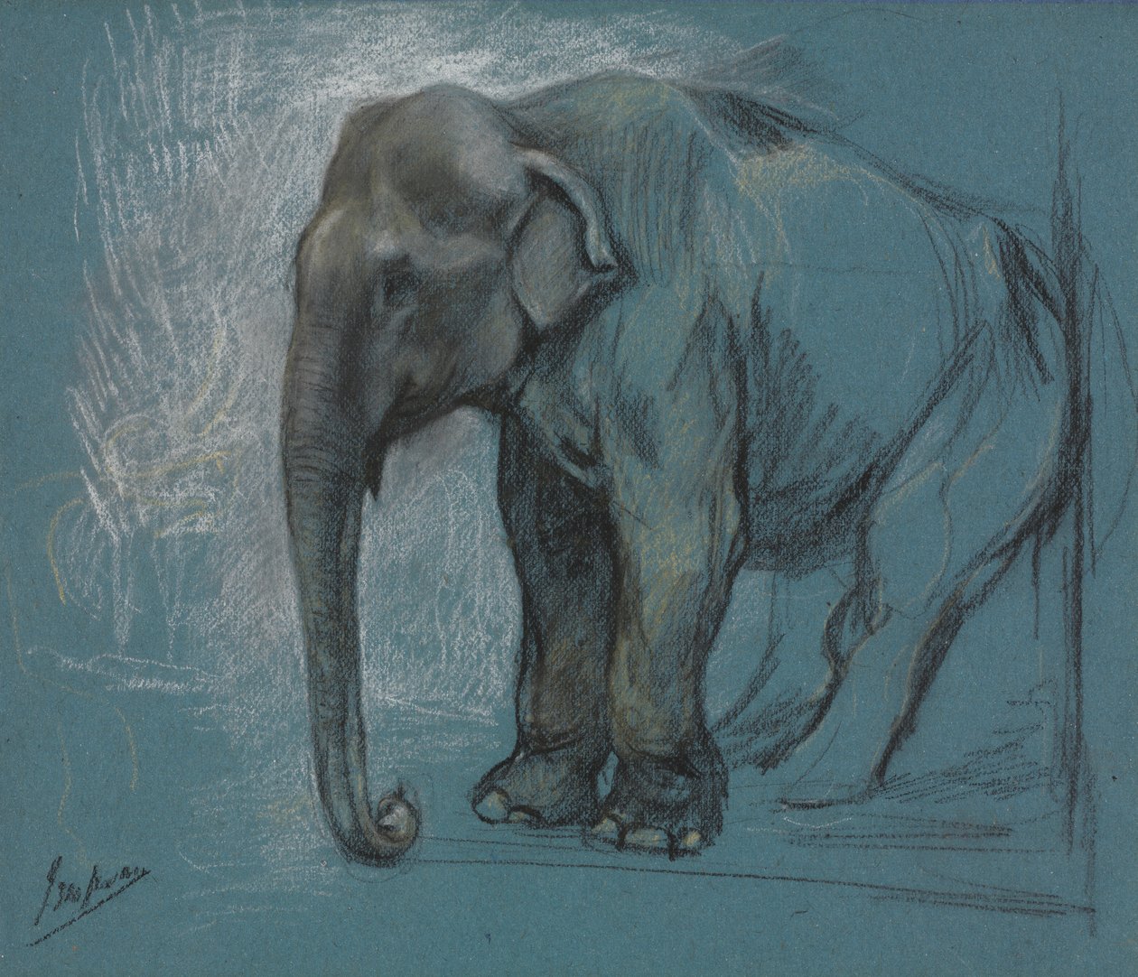 Studie slona od John Macallan Swan
