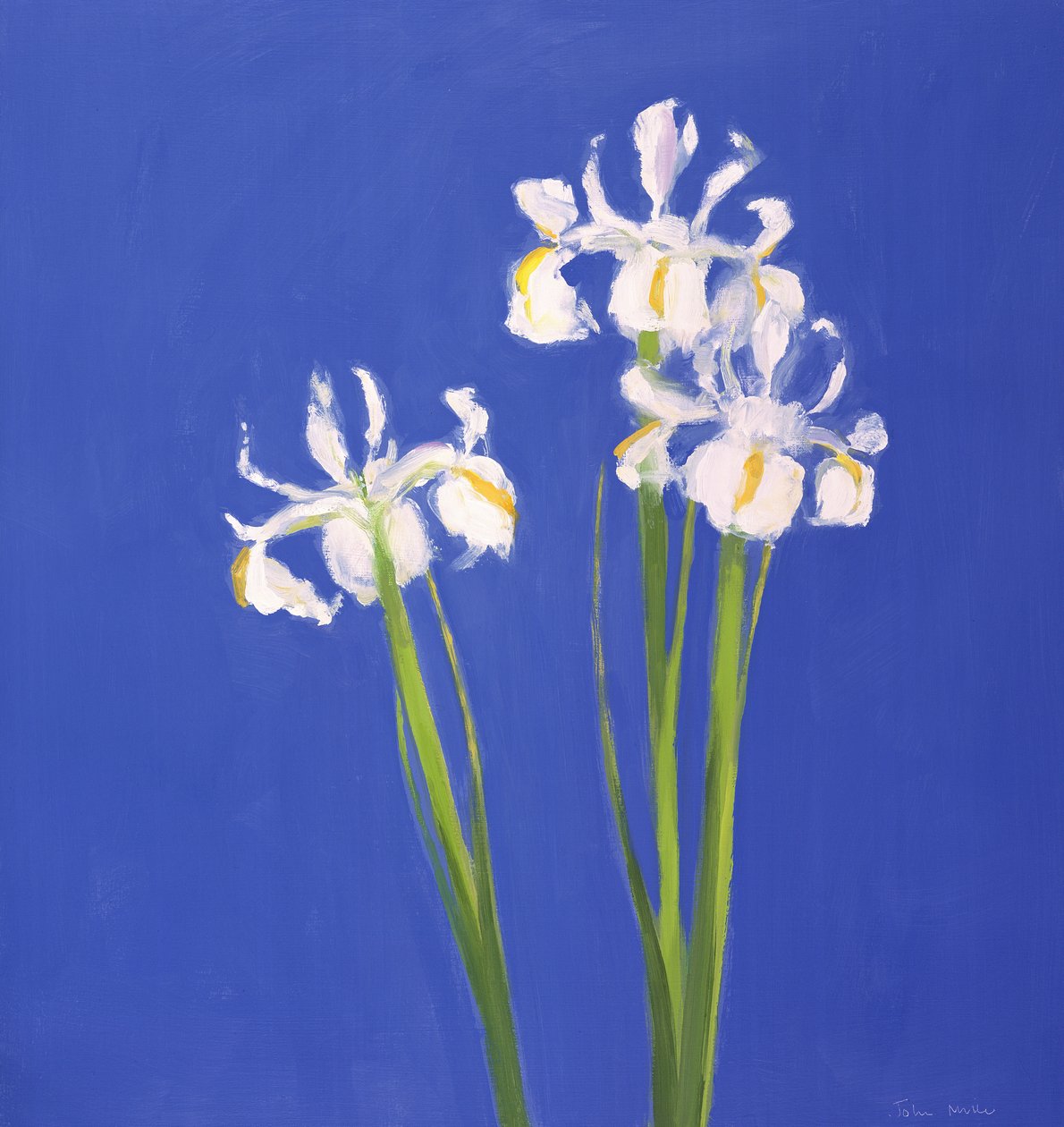 Dutch White Exelsior, 2000 od John Miller