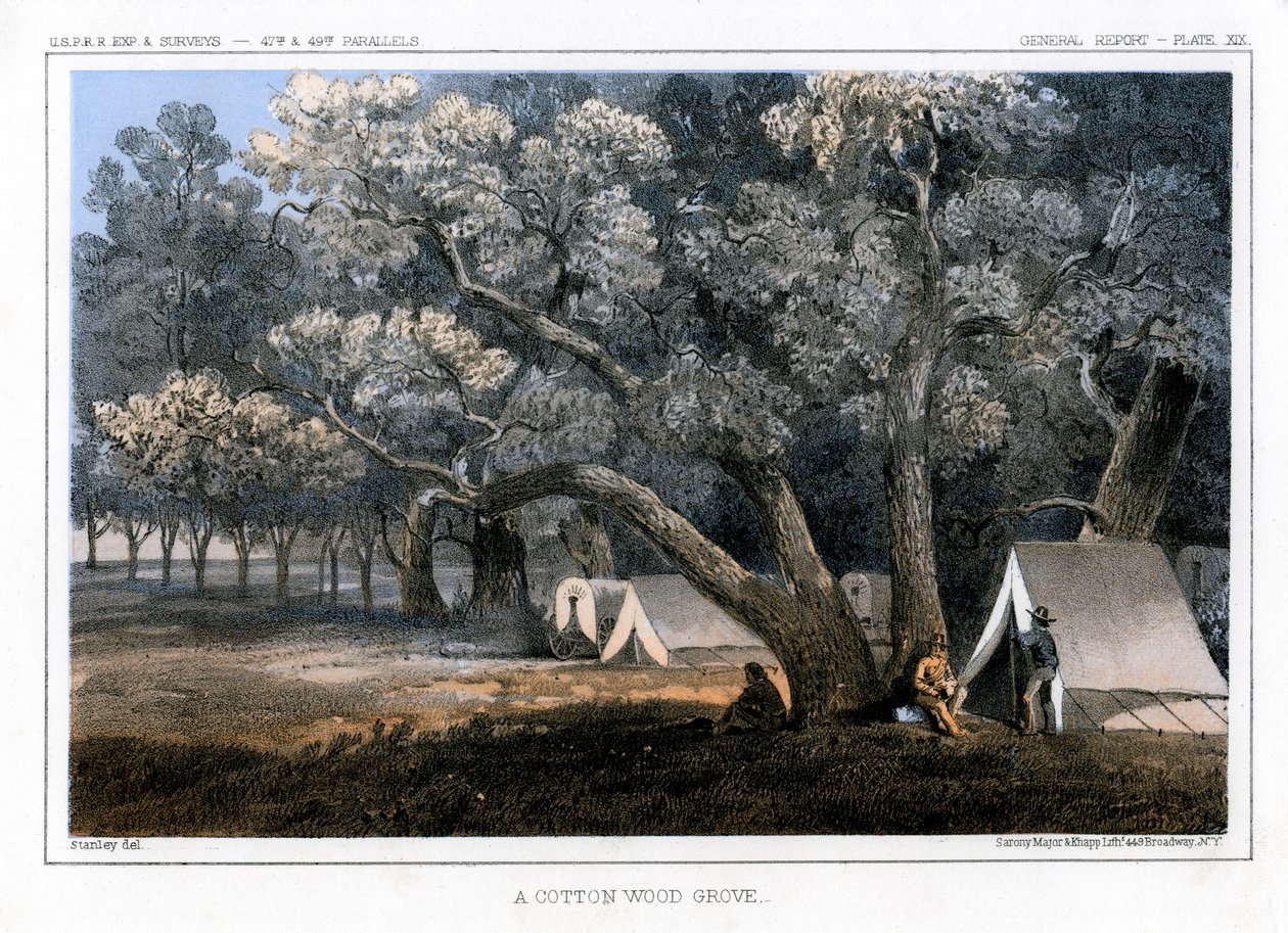 A Cotton Wood Grove, 1856 od John Mix Stanley
