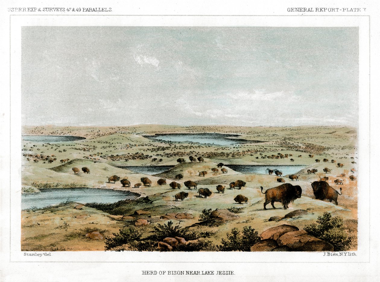 Stádo bizonů u jezera Jessie, Severní Dakota, USA, 1856. od John Mix Stanley
