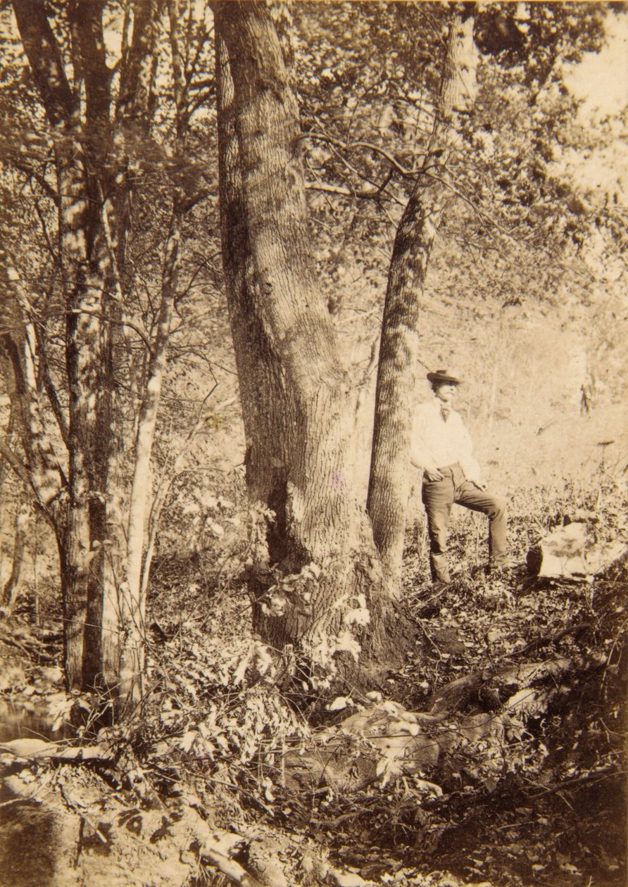 Tacony Creek, Magnolia Poplar od John Moran