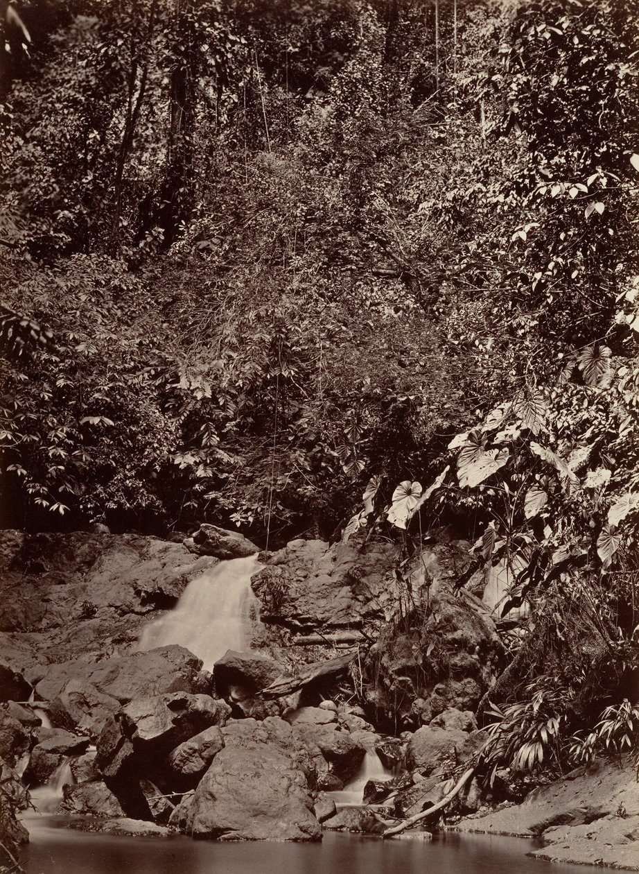 Tropická scenérie, Cascade, Limon River, 1871. od John Moran