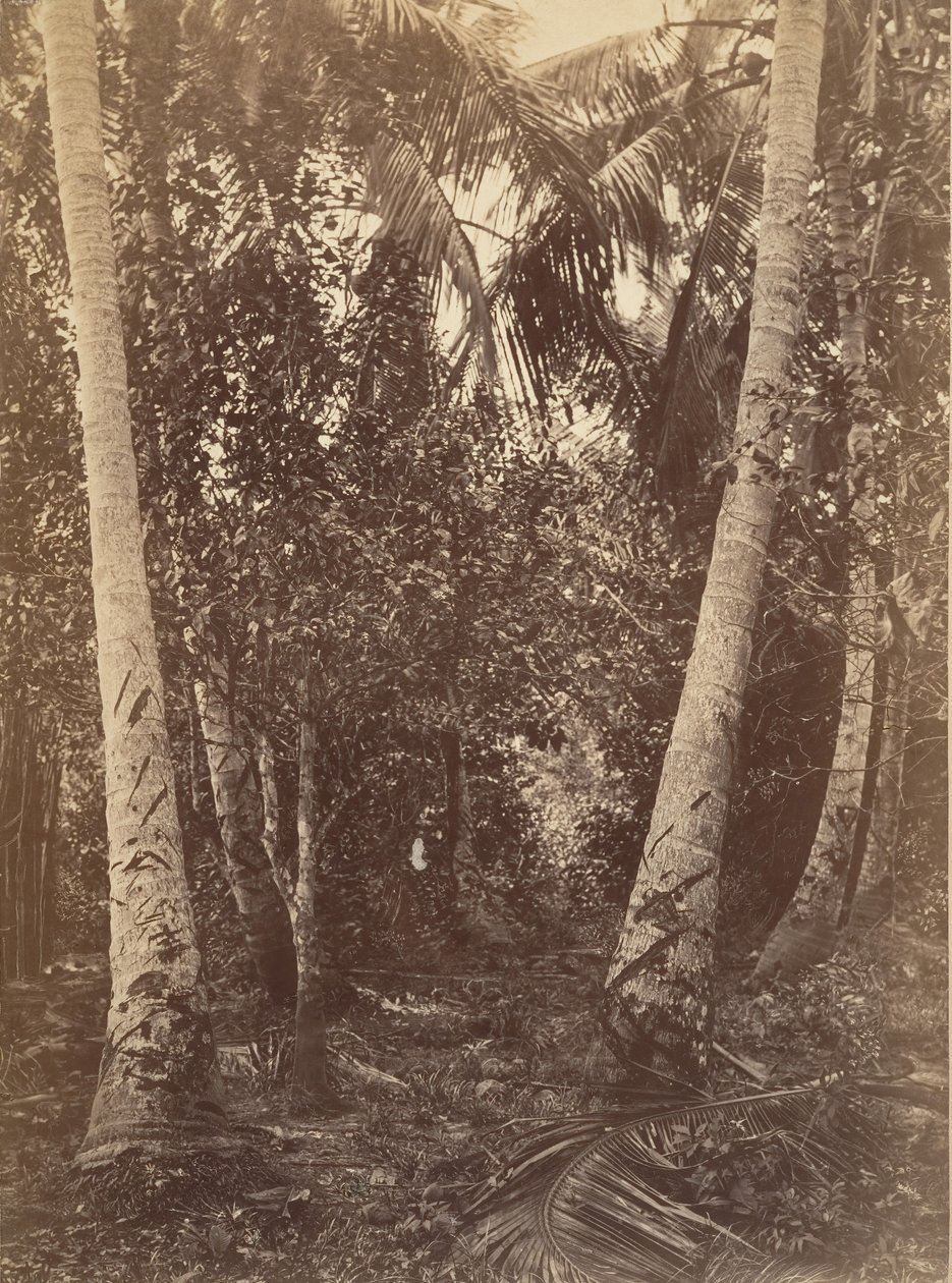 Tropická scenérie, Les poblíž Turbo, 1871. od John Moran