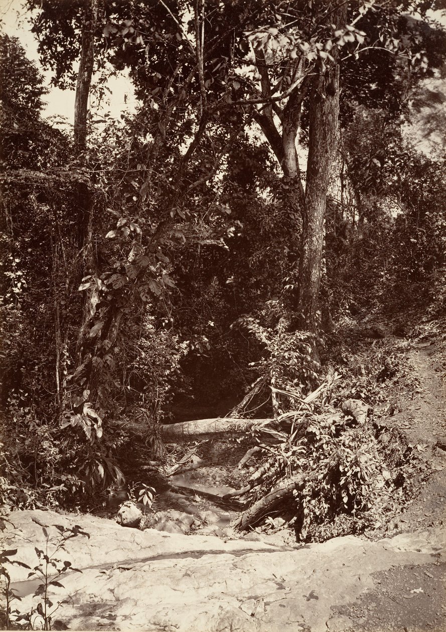 Tropická scenérie, The Brook El Bano, Chipigana, 1871. od John Moran